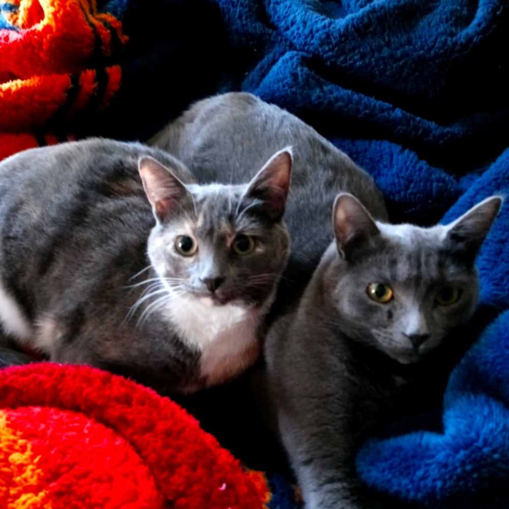 Meet your Posher, Judith